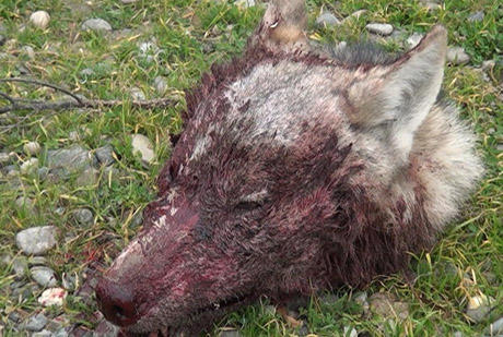 Mingəçevirdə canavar gənc oğlanı ağır yaralayıb