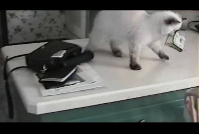 Sahibinin çantasından pul oğurlayan pişik