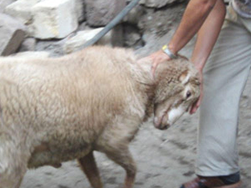 Sumqayıt sakinini qoç vuraraq öldürdü