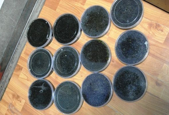 Azərbaycanlını 6 kq qara kürü ilə Dağıstan Gömrüyündə saxladılar