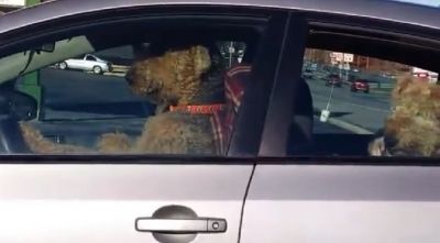 Avtomobil sürən itlər