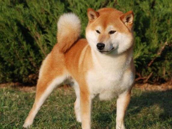 Ölkə rəhbərliyi köpəyi turizm səfiri təyin etdi