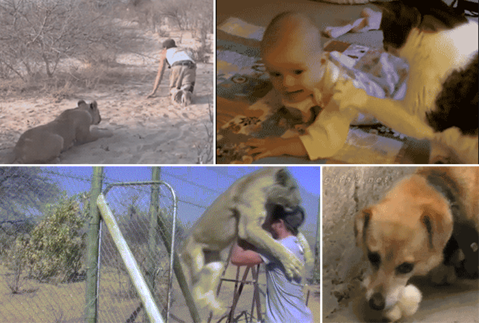 İlk baxışdan qorxunc görünən, ancaq xoşbəxt sonluqla bitən