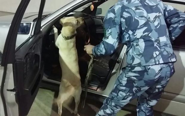 “Mimi” ləqəbli it 2 kiloqram heroin tapdı