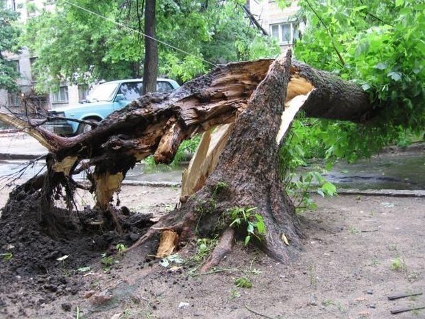 Bakıda 20 metrlik ağac üç evin üzərinə aşdı