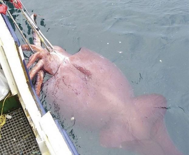 ŞOK HADİSƏ: rusiyalı balıqçılara nəhəng 