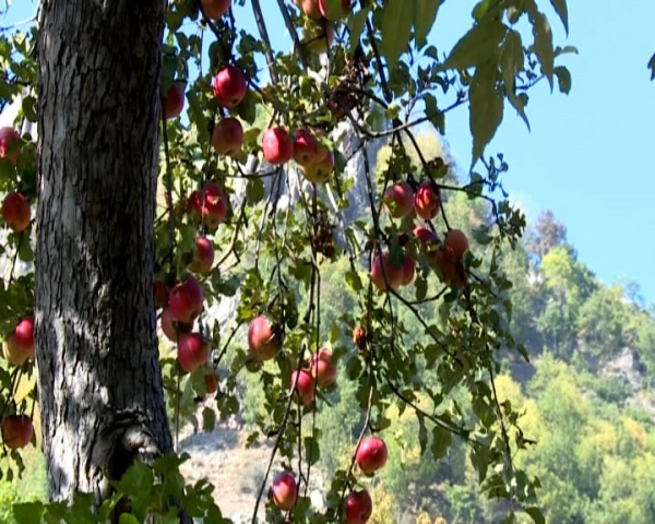 Qayadibi almasının fərqi