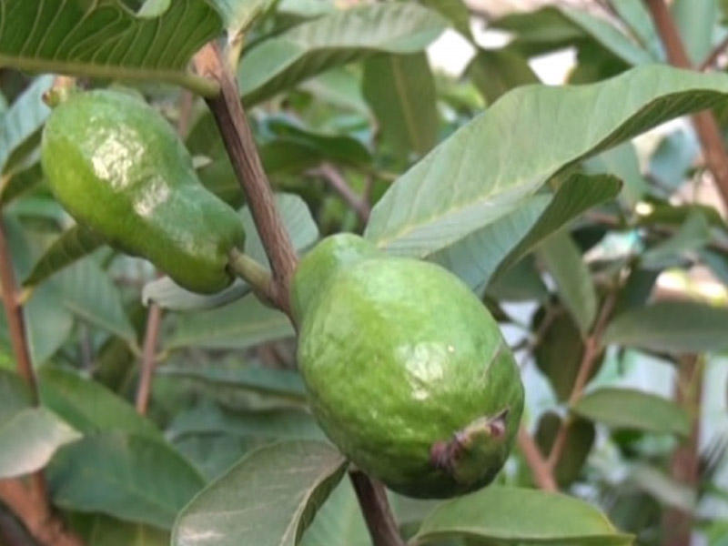 Azərbaycanda yalnız bir rayonda becərilən bitki