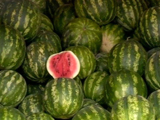 Qarpız zəhərlənmələrinin əsas səbəbi bilindi