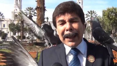 Göyərçinlər onları qovan merə hücum etdi - Qəribə hadisə dünya mediasəna düşdü