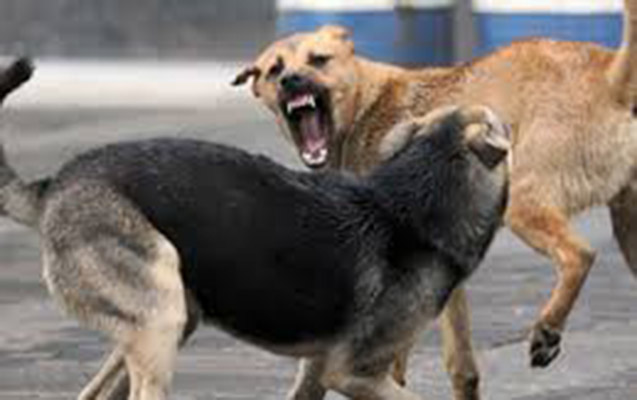 İki uşağı it dişlədi