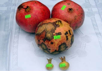 Azərbaycanda ən böyük nar: