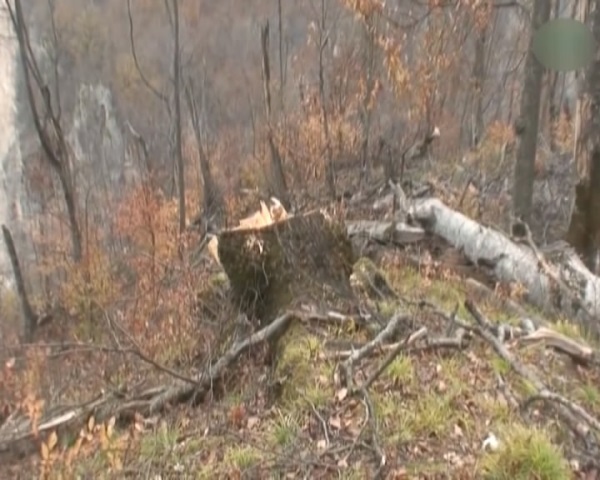 Ermənistanda ekoloqlar həyəcan təbili çalır