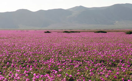 400 il yağış düşməyən səhra gülüstan oldu