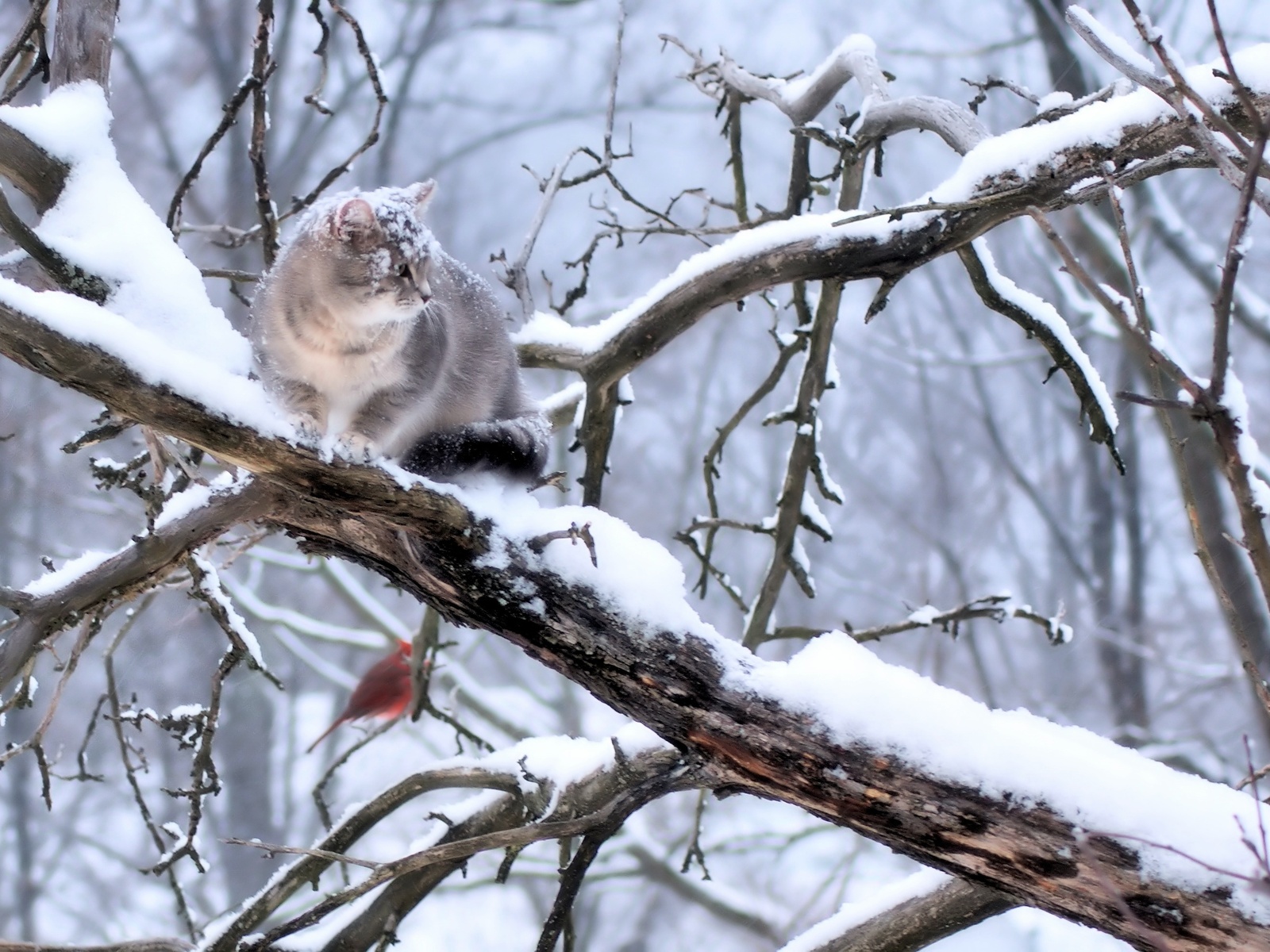 Bu gündən hava pisləşir