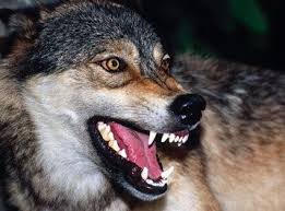 Canavarlar kəndlərə hücum etdi: