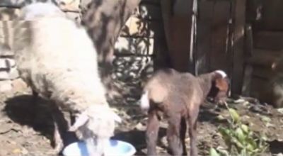 Ağstafada yeni doğulan 10 günlük quzu