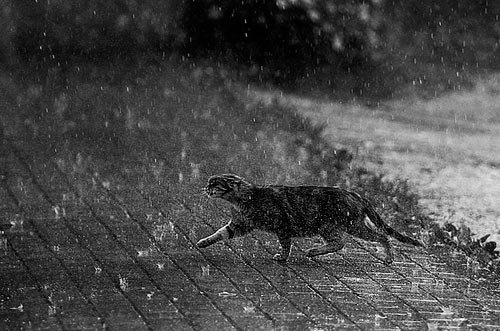 Yağışlar davam edəcək