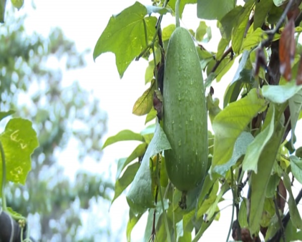 Elə bildim xiyardı, sən demə 