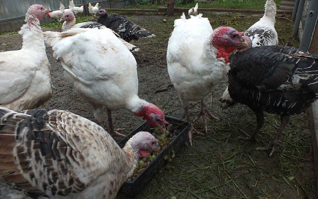 Cəlilabadda film kimi oğurluq