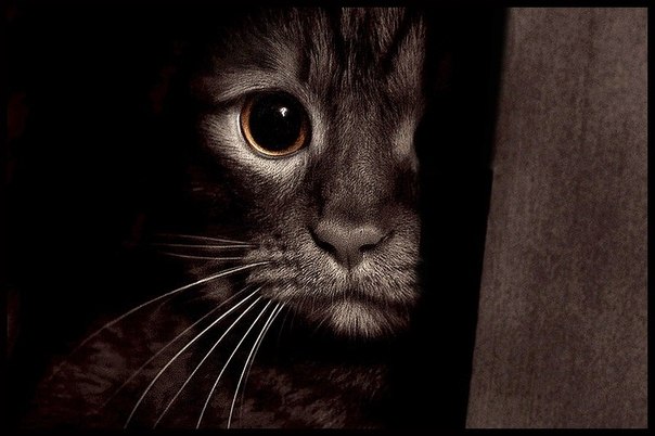 2 milyon pişiyi məhv edəcəklər