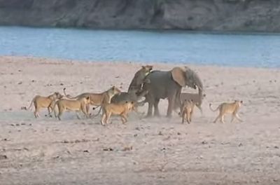 Körpə fil 14 aslana qalib gəldi