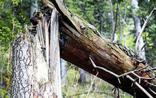 Ağac qırılaraq 9 yaşlı uşağın üstünə aşdı