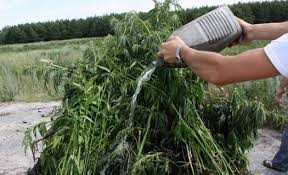 Ağdamda narkotik bağbanı yaxalandı