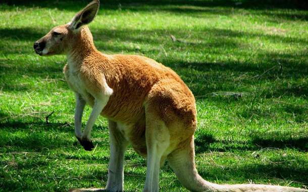 Bakıda kenquru ətindən kolbasa satılır