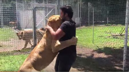 İllər sonra sahibini görən şir - bir insandan daha kədərli