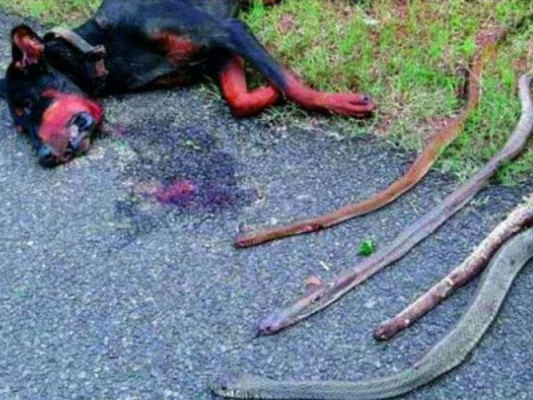 Ailəni qorumaq üçün kobralarla döyüşdü