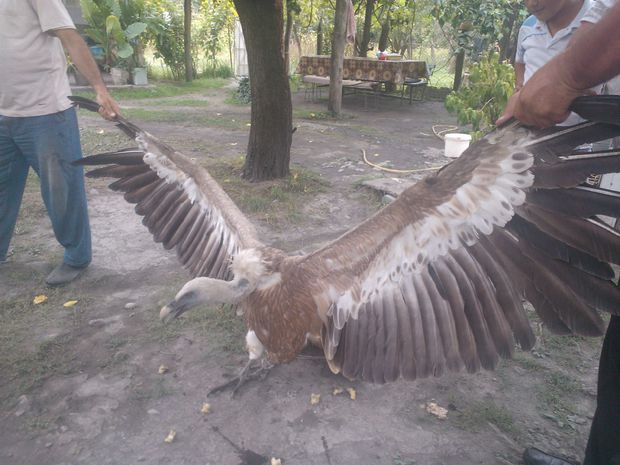 Qaxda nəhəng quş insanlara hücum etdi