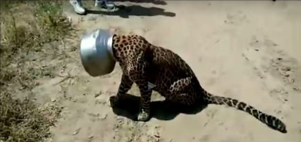 Hindistanda bəbirin başı qazana sıxışıb qaldı