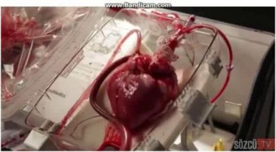 İnsan ürəyi belə işləyir, döyünür