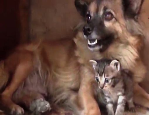 Zaqatalada pişik balalarına it analıq edir