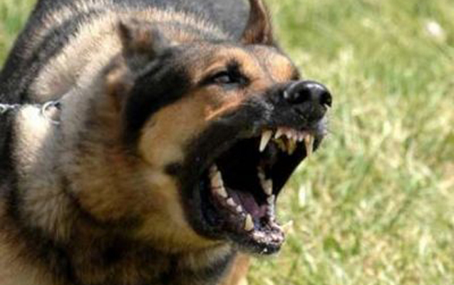 26 yaşlı qızın iki qolundan it dişlədi