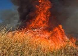 Şabran və Siyəzəndə taxıl sahələri yandı
