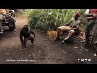 Meymuna silah verəndə, axırı belə olar -