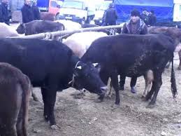 Heyvanat bazarında bədbəxt hadisə -