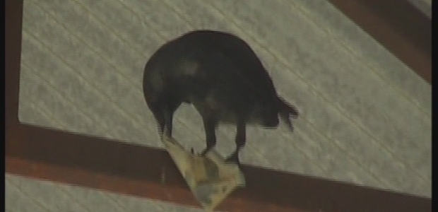 Quşdakı ağıla bax  heyrətə gələcəksiz-