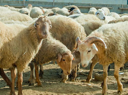 Qurbanlıq qoyunları harada kəsmək olar?