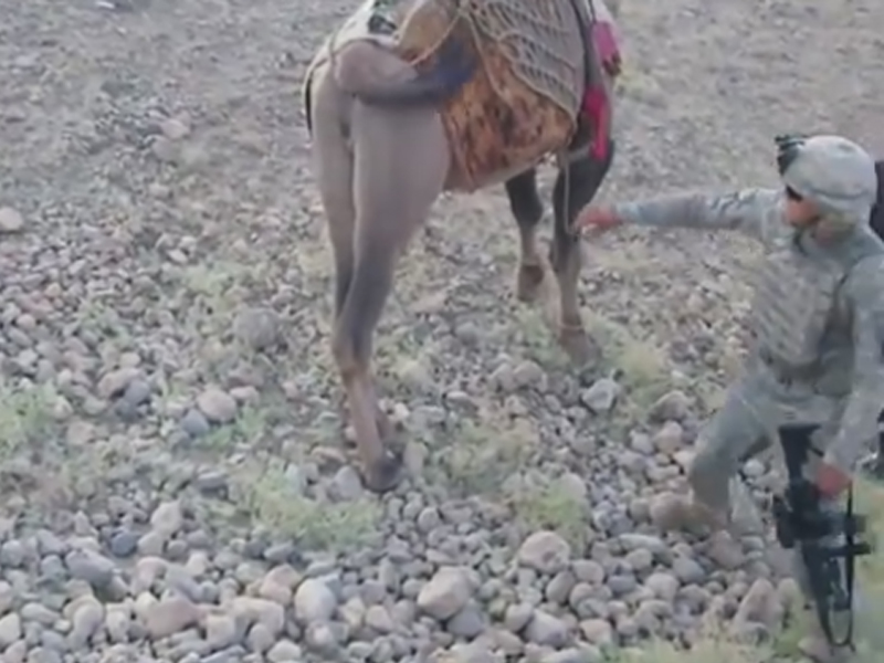Əfqan dəvəsi amerikalı əsgərə qarşı