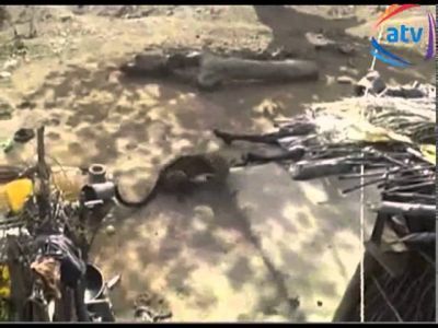 Bəbirin qarşısına çomaqla çıxdı -