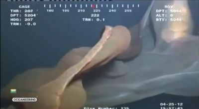 Okeanın dərinliyində naməlum canlı... -