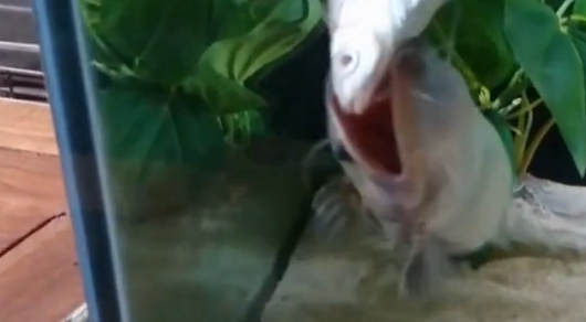 Akvariumda balıq balığı yedi