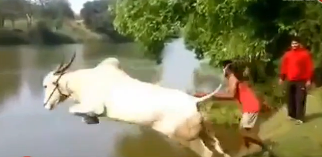 İnək gölə insan kimi tullanır