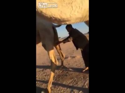 Bu ərəb dəvə sidiyi ilə görün nələr etdi... -