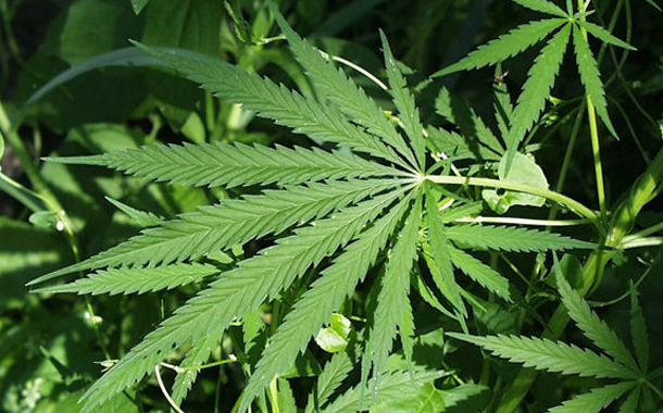 Lənkəran sakini külli miqdarda narkotik vasitə ilə tutulub