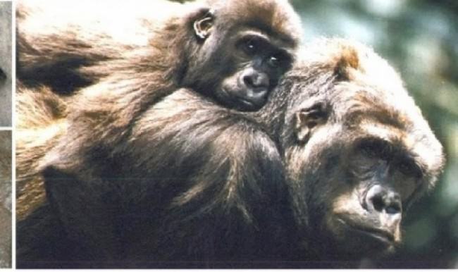 Zooparka gələn 3 yaşlı uşaq qorilla meymunların arasında düşdü və ...