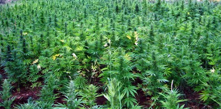 Çətənə plantasiyası tapıldı